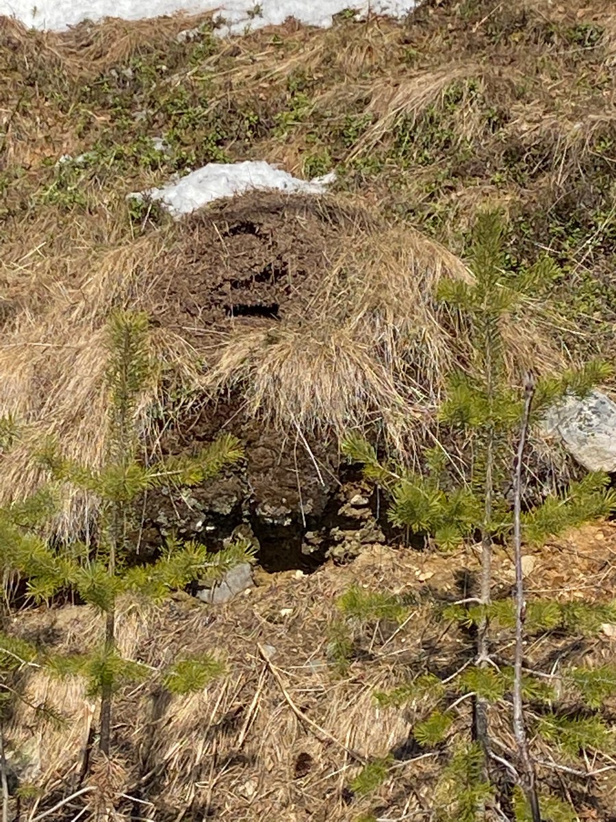 So, from the first pic to the second - it has collapsed. Haven’t seen anyone or anything, but after this disaster I guess it’s ants…What a major disappointment 😳