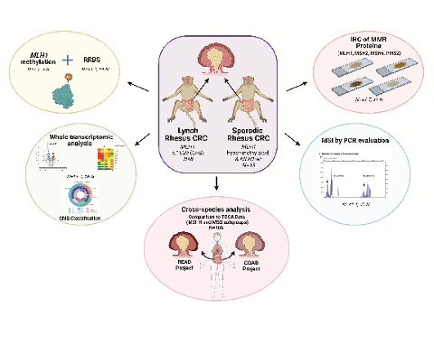evilarsan's tweet image. 📢 📑Hot off the press from the #VilarLab in @PlosGenetics 'A comprehensive analysis of a spontaneous non-human primate model of #LynchSyndrome CRC' A collab w The Michael Keeling Center at @MDAndersonNews and the #RogersLab of @thelabsofBCM. Read 🧵below w @Charles_M_Bowen 1/8