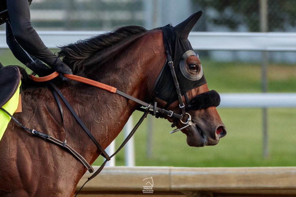 InsideBackside's tweet photo. UAE Derby runner up #SummerIsTomorrow galloped a mile and a half @ChurchillDowns this morning #KyDerby @BhupatSeemar https://t.co/EUbEsaVK16