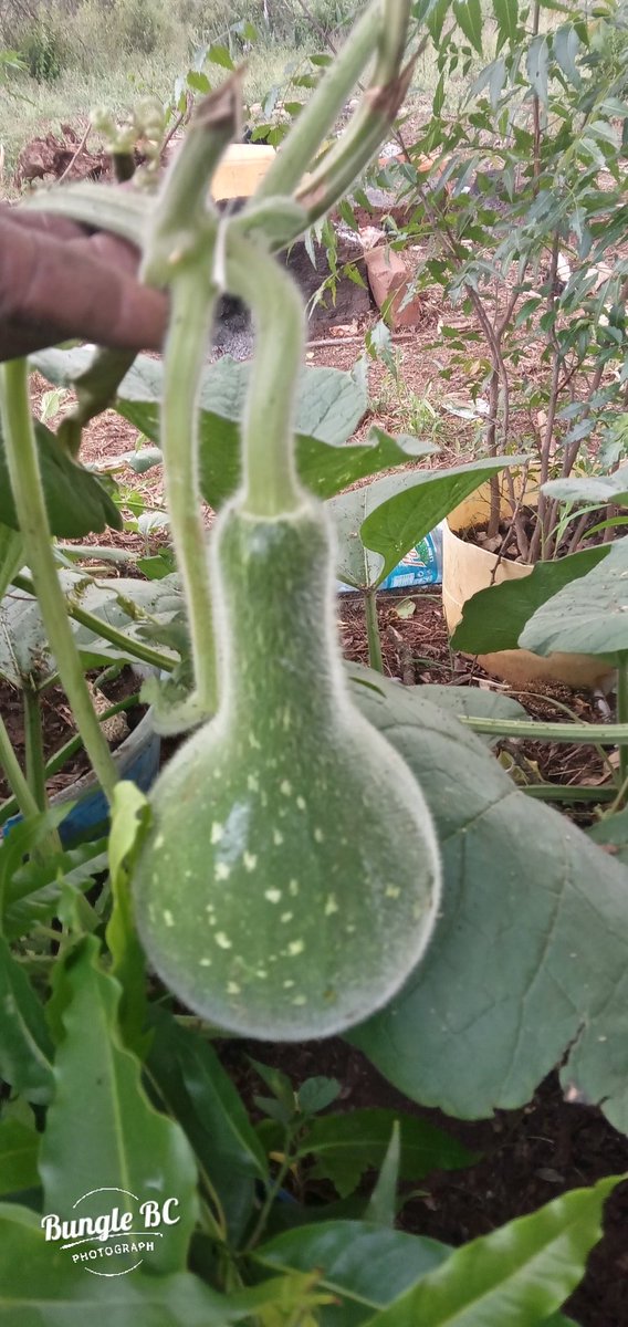 BungleBc's tweet photo. What do you call it?? https://t.co/Y6aRr47ZWc