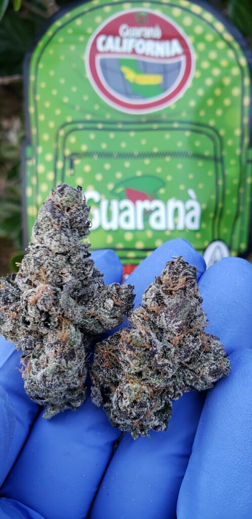 Guarana #Guarana #TheBackpackBoyz