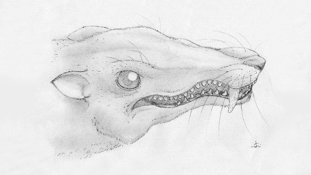 CienciaHoyOK's tweet photo. Hallan en La Rioja restos de un ancestro de los mamíferos de 220 millones de años.
Se trata del cráneo de una nueva especie de #cinodonte descubierta por paleontólogos del @CONICETDialoga en la Formación Los Colorados, en el Parque Nacional Talampaya.
Para estudiar...
1/2 https://t.co/5Z4OBvptx4