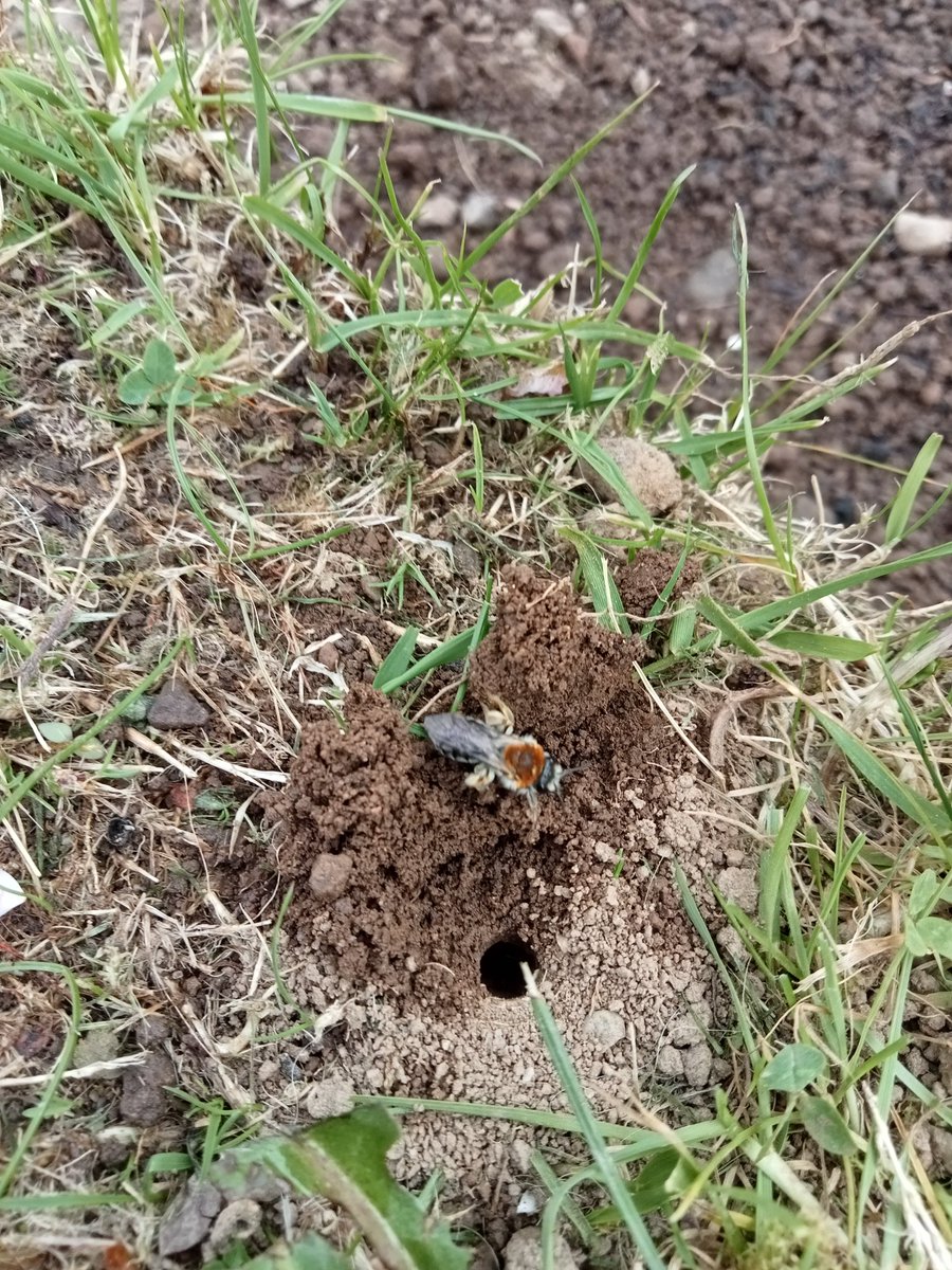 SeanHort1's tweet photo. Andrena haemorrhoa. At least 6 nests so far our south facing border 🐝. They are mining nests under the rosemary bush too 🌿🐝
Luckily I planted at a low density and they have plenty of bare soil to mine in the border.
#andrena #solitarybees #beenest https://t.co/CYdWNdthce
