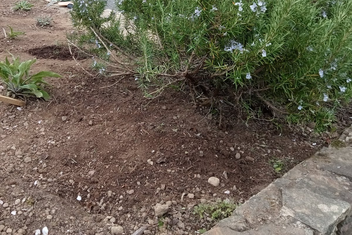 SeanHort1's tweet photo. Andrena haemorrhoa. At least 6 nests so far our south facing border 🐝. They are mining nests under the rosemary bush too 🌿🐝
Luckily I planted at a low density and they have plenty of bare soil to mine in the border.
#andrena #solitarybees #beenest https://t.co/CYdWNdthce