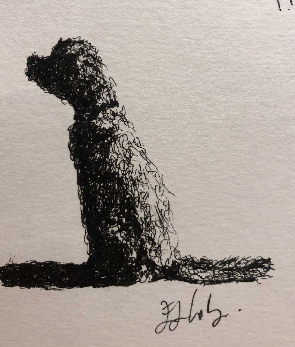 Checking out the smells over the fields!
#doodlesofdoodles #labradoodle