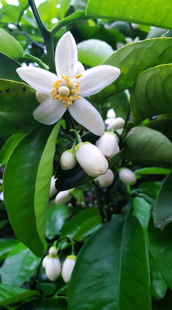 八朔 Twitter Search Twitter