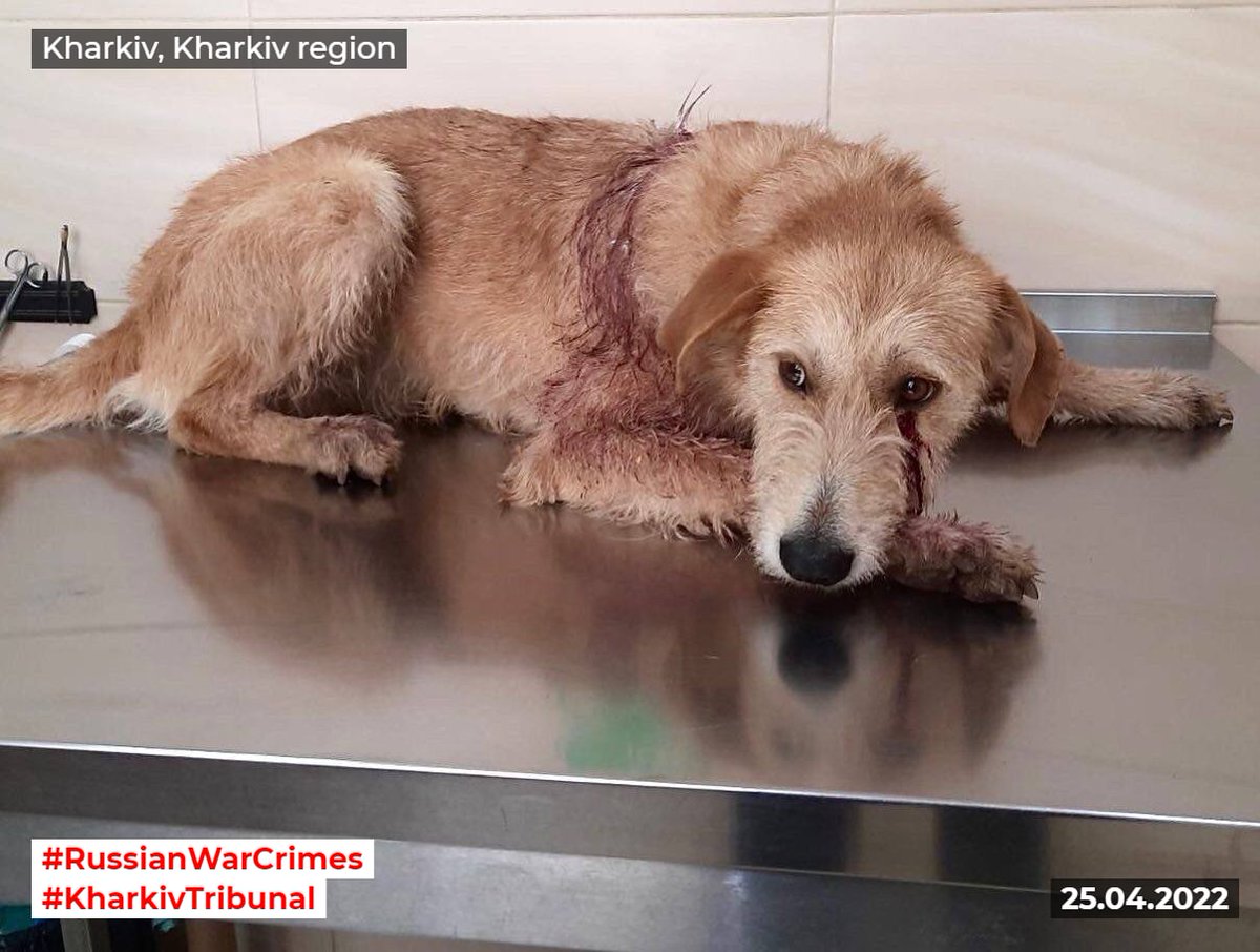 Ukrainian dog wounded by a shell fragment came to people for help
#StandWithUkraine #SaveUkrainianPets #KharkivTribunal