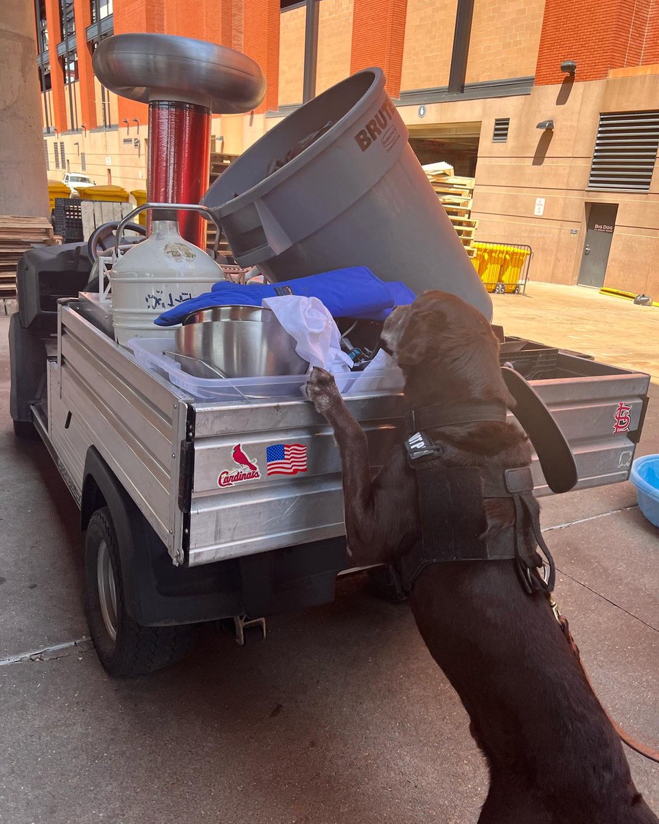 tvalwx's tweet image. Detection Canine Tank 🐕‍🦺 cleared our equipment for #WeatherDay ⛈ Hope to see you all tomorrow at @Cardinals stadium ⚾️ #STLWeather