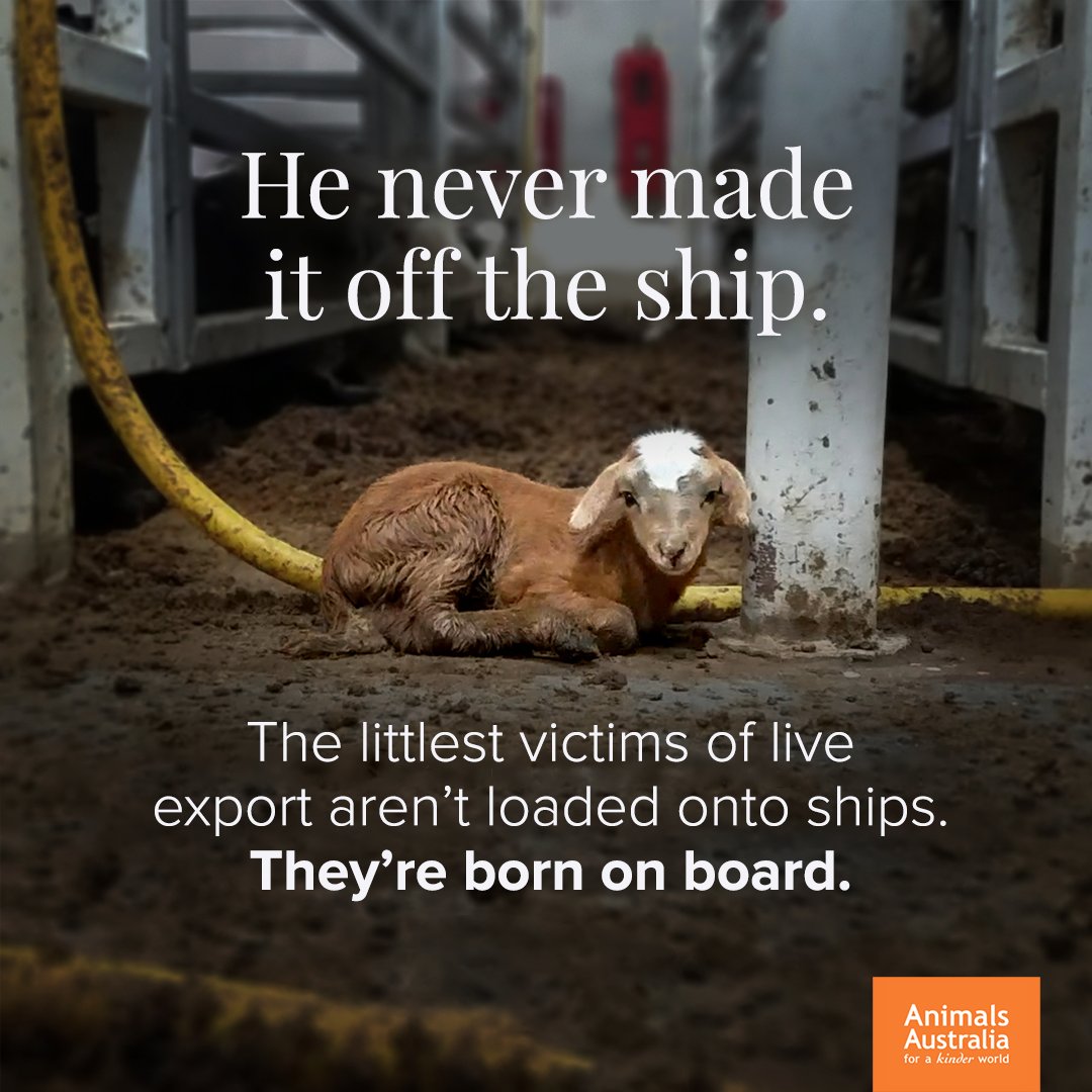 AnimalsAus's tweet photo. It's illegal to load heavily pregnant animals onto live export ships. But countless lambs have still been born — and died — at sea.

Do you think this is an industry worthy of government support? https://t.co/vGZSnpHdsJ