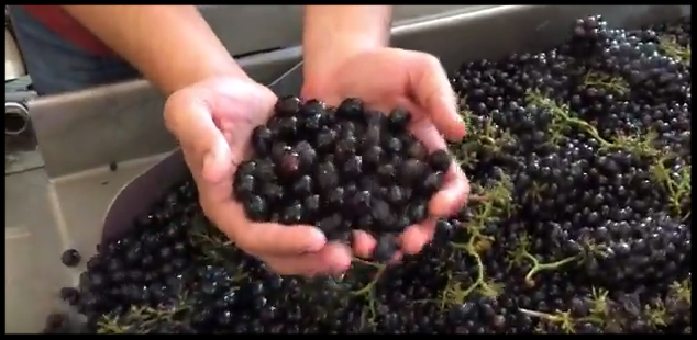 Celebrating the Release of our 2022 Vineyard Guide. New Sites and New Varietals. - mailchi.mp/64410e36545b/i…
