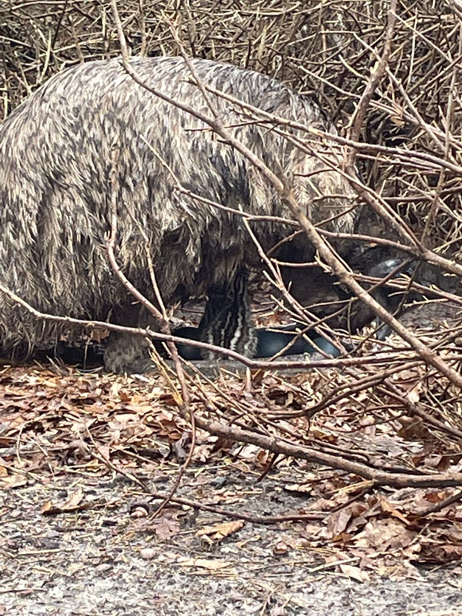 Ernie being a great dad!  Two chicks so far.  Four more eggs to go.