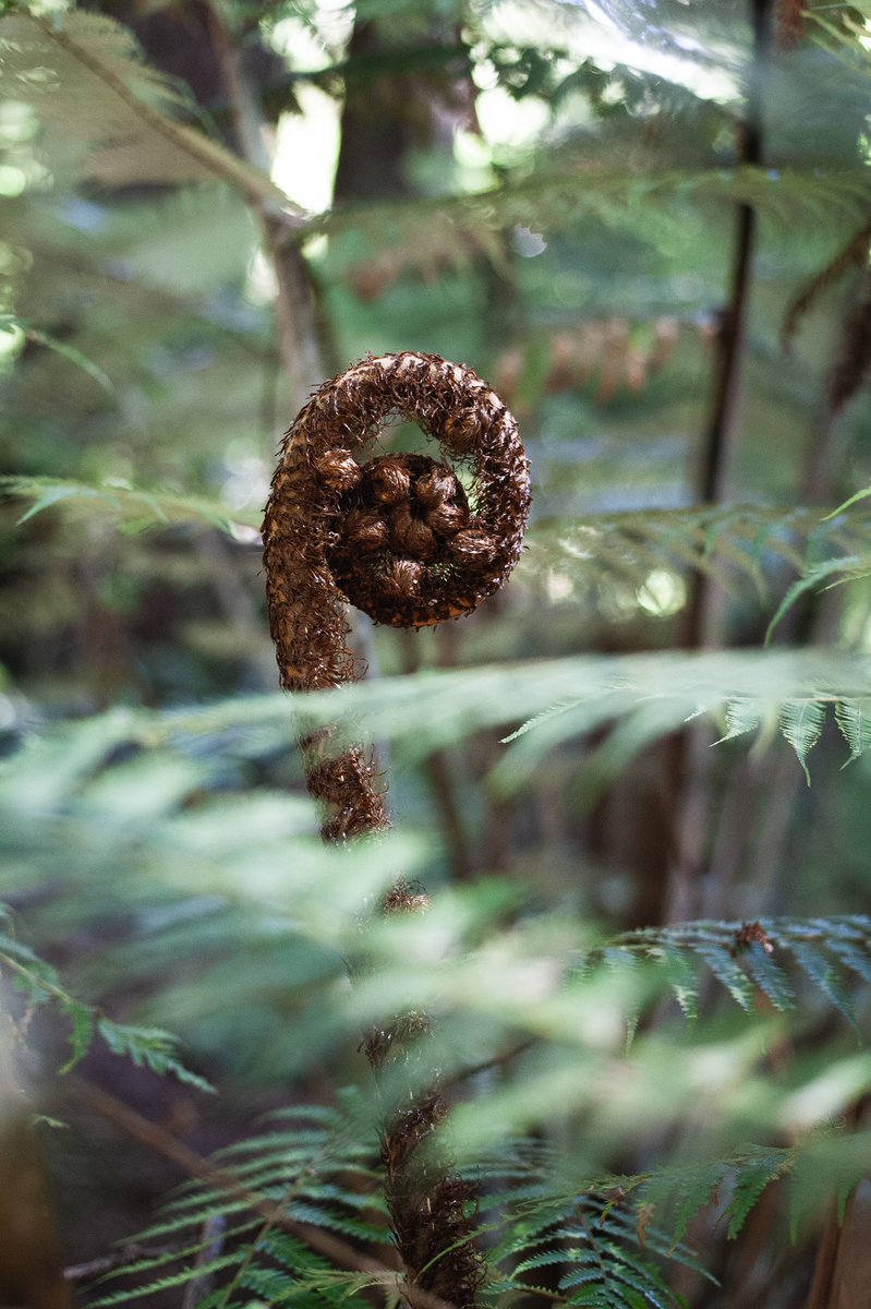 alexisacreative's tweet photo. In New Zealand it’s *illegal* to be a photographer and not have multiple photos of Koru (Fern) fronds. Here’s some of my faves 👇 #NewZealand https://t.co/OvxqCI2TKS