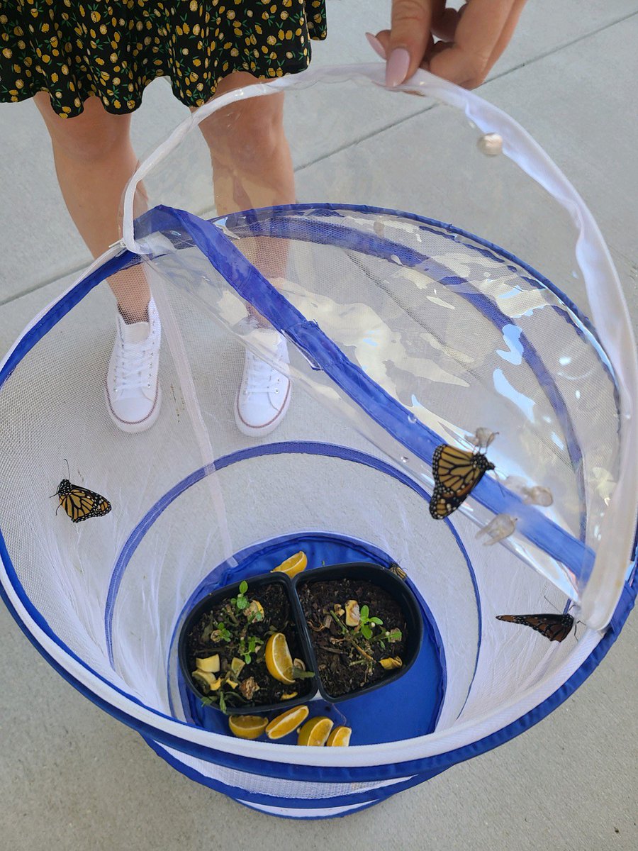 Who wouldn’t be this excited when they’re teaching science? 🦋 <a href="/SandersSMES/">Sanders Mem Elementary, Pasco's 1st STEAM Magnet</a>