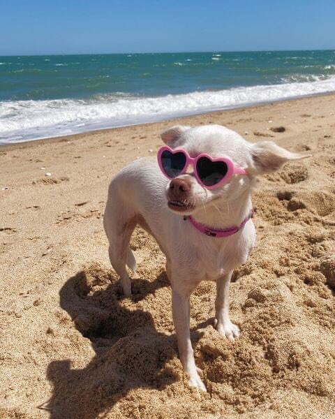 No molestar, estoy disfrutando al máximo mis vacaciones en #SanFelipe🐶🏝️ 

sanfelipe.travel
📷minnie.chikis