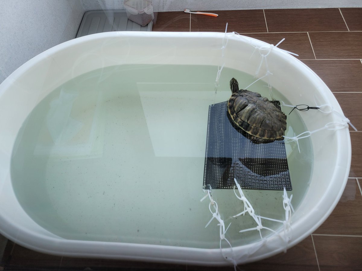 출근전 오전 7시에 왕거북
육지에서 멍때리는중