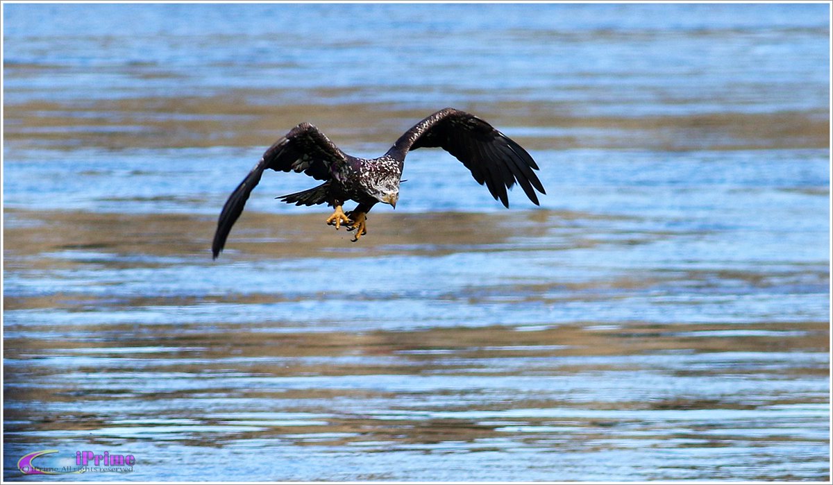 iPrimeNature's tweet photo. The Echo
#BaldEagle #Eagle #Wildlife #Nature #SusquehannaRiver #ConowingoDam #iPrimeNature
Bald Eagle in December https://t.co/g5kLQKS4U7