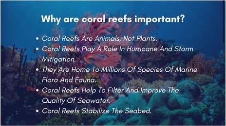 CollectionReef's tweet photo. Check Out Our White Paper! 

Help us save the coral reefs!

Come interact with us in our discord👇👇👇👇👇👇👇👇👇👇👇

https://t.co/A1F00LNkV6

#nft #nfts #Crypto #coralreefs #environment #environmentart #InvestInOurPlanet #investing https://t.co/pUxZvcggkK
