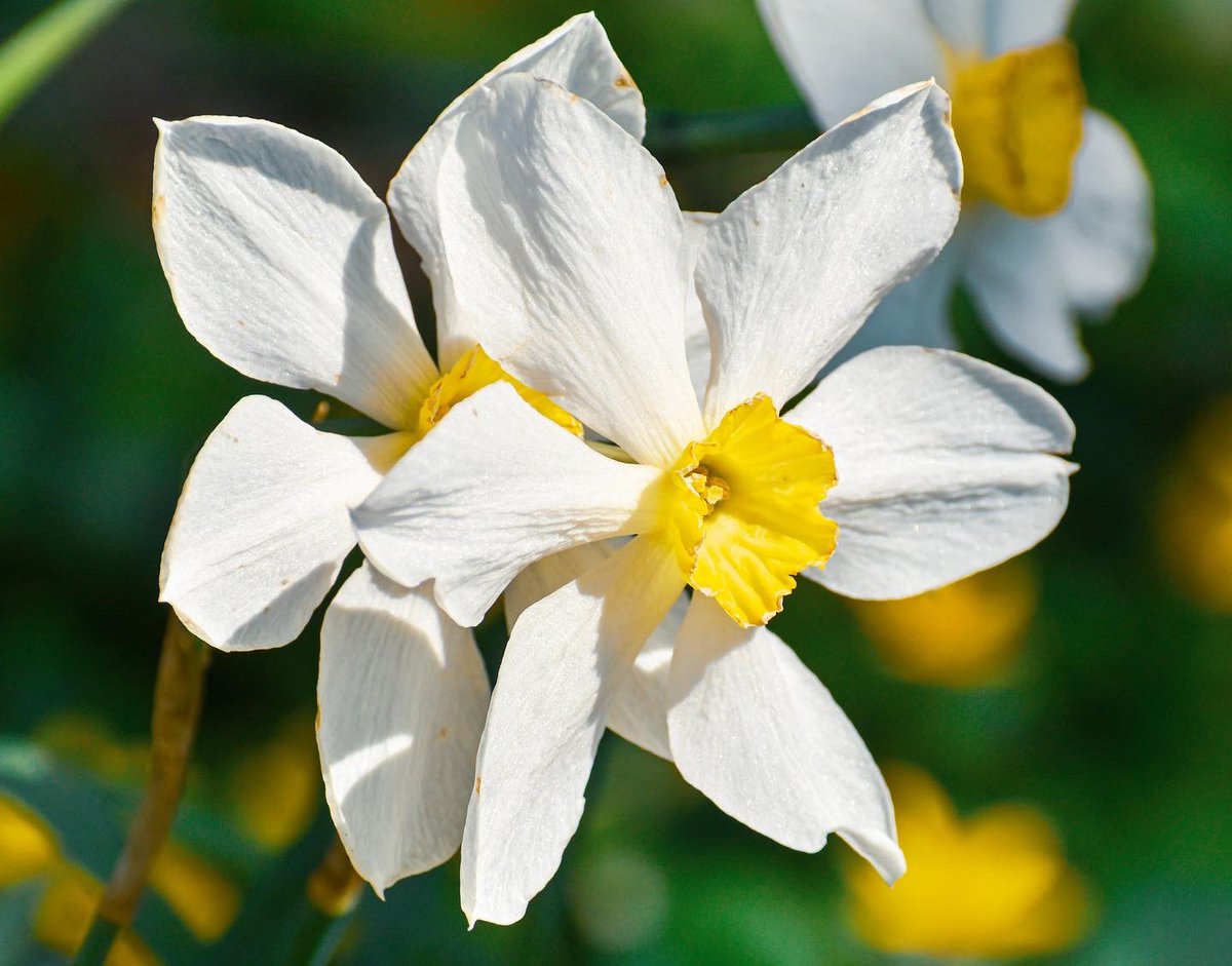 emilyy_fowler's tweet photo. Spring daffodils 🌼 https://t.co/HEC1a39dzL