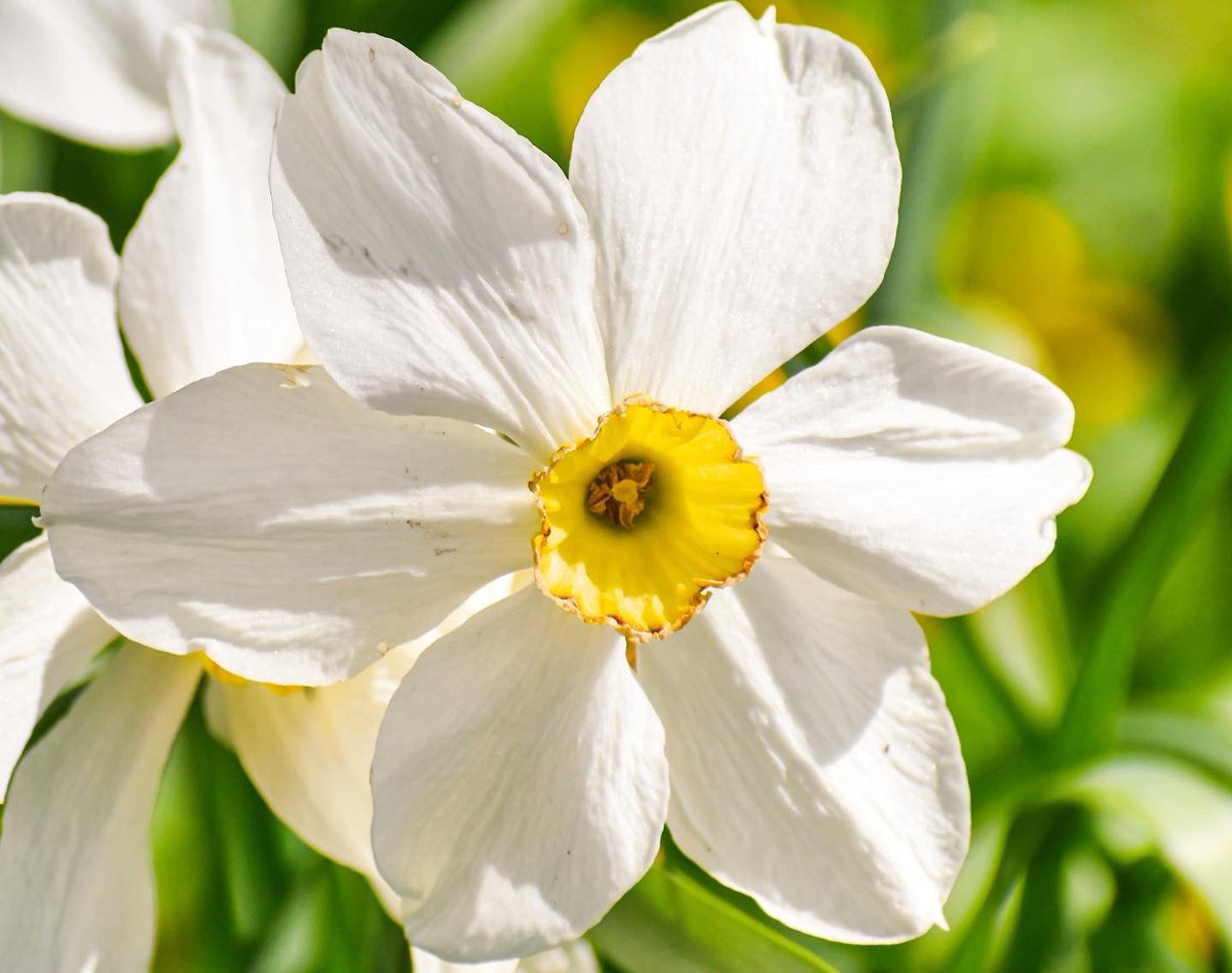 emilyy_fowler's tweet photo. Spring daffodils 🌼 https://t.co/HEC1a39dzL