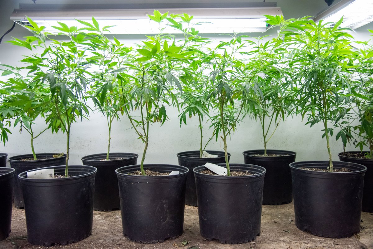 It's hard to believe this season's crop was last summer's soon-to-be mothers. Months, if not years, can go into bringing a strain to market. Which is why we show lots of love to our mother plants. 🌿🌿🌿 #gardening #motherplants