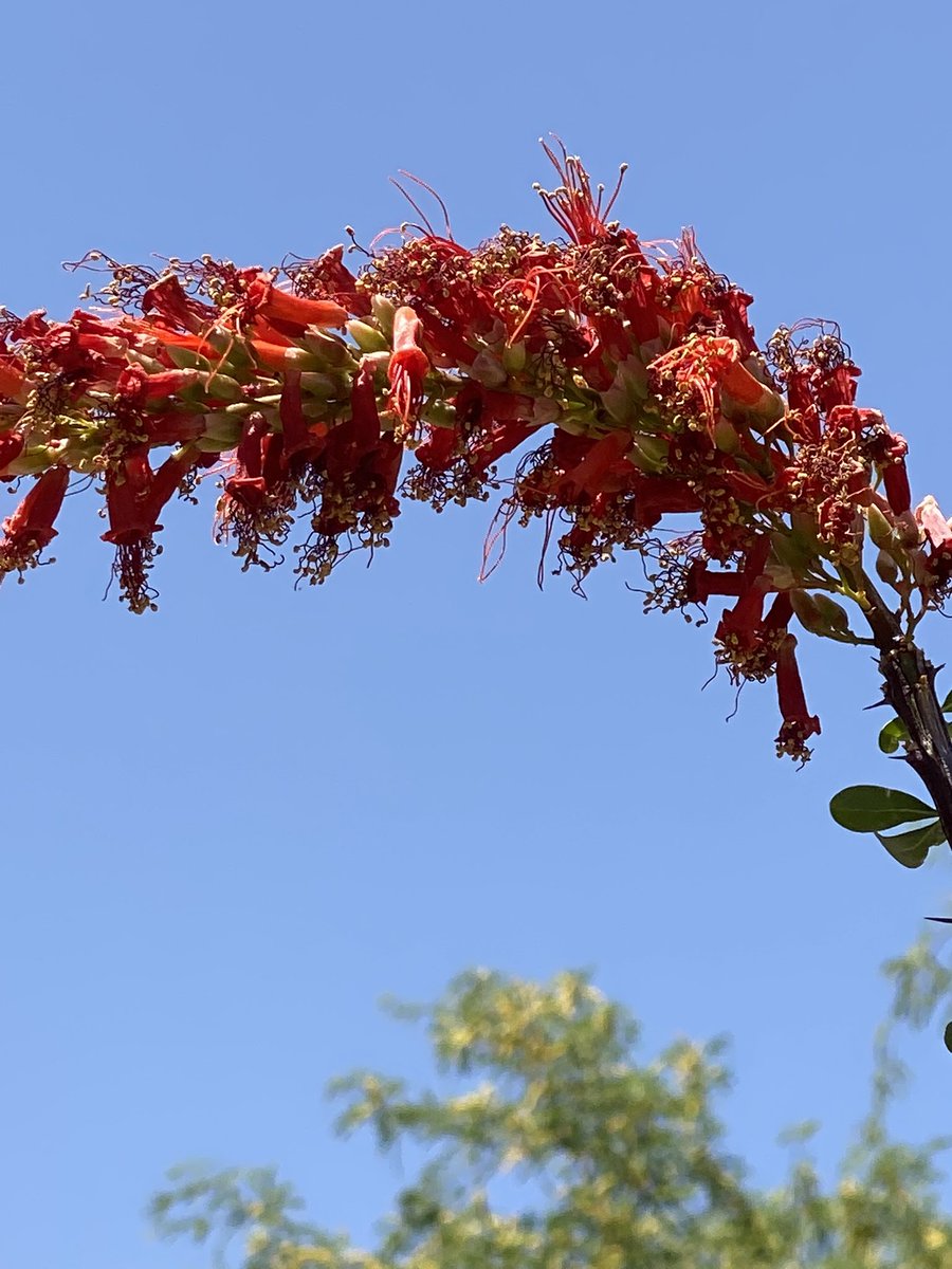 RegulusMavin's tweet photo. @jjays_captions My HOA calls the ocotillo a tree. Ha-ha. But here’s one in bloom. https://t.co/RCHWWJPvuY