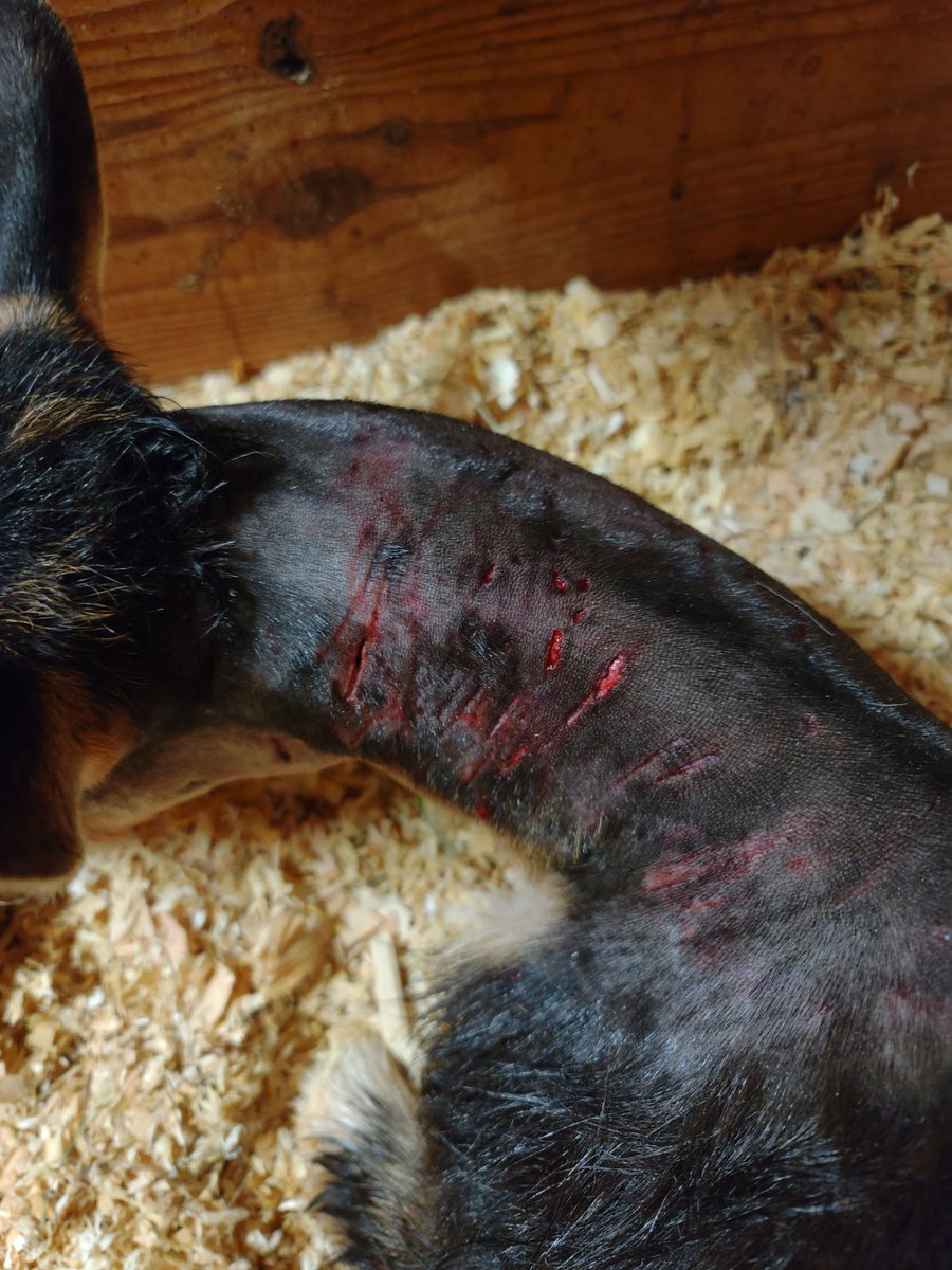 mooodoc's tweet photo. Another dog attack on a goat. Came on to owner's property and climbed over the fence into the pen. Luckily a neighbor was close by and rushed in to beat the dog off her; 2 more minutes and she'd be dead.I'll only give you one guess what breed of dog๐ #IveLostCount #GentleDogMyAss https://t.co/a9P3Cb86J8