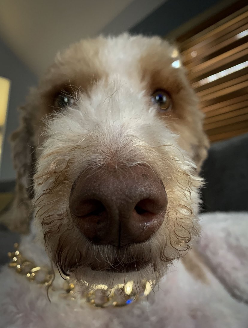 Dooditsbarkley's tweet photo. Boop? Can we get 600 boops? 😳 https://t.co/B8wIQmZtGg