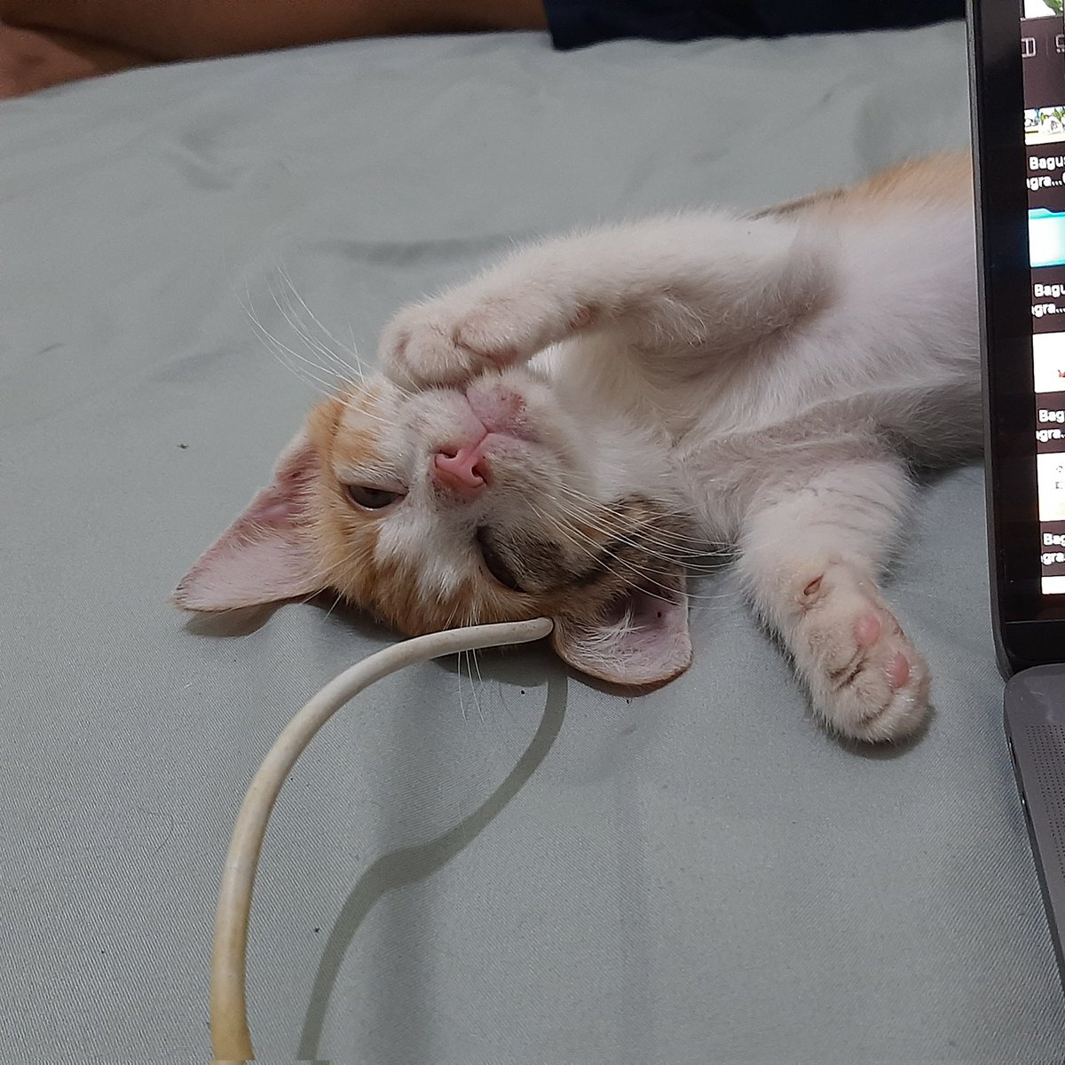 Amaliyah Sofura tweet media