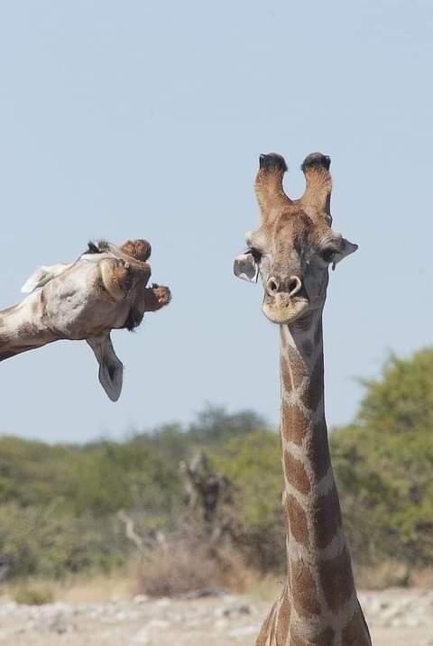 WildfriendsUG's tweet photo. A giraffe 🦒 crashing into the picture for the perfect photo bomb😂
#Nature #Africansafari #giraffe
📸Brigette Alcalay Marcon https://t.co/GVGNF9solF