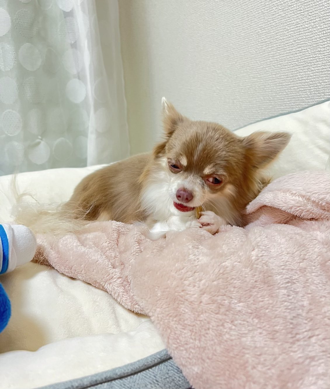 あかね 犬との暮らしを最幸に Akane Doglife Twitter