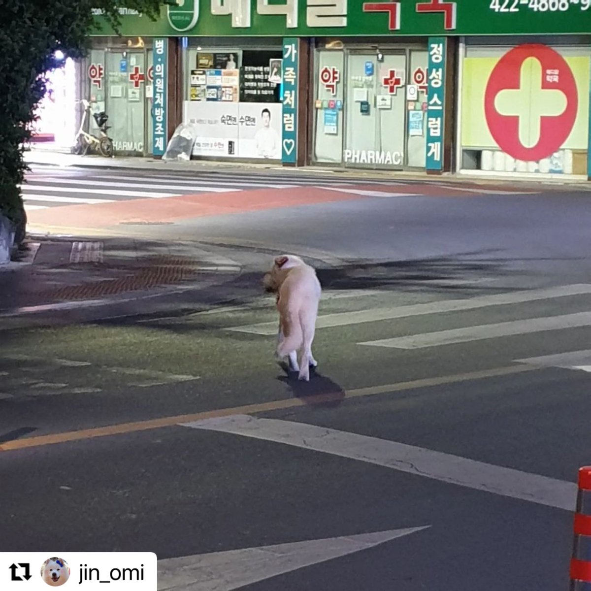 대구 동구 신천동 임보처에서 잃어버린 설레를 찾습니다. 목줄 하네스 없이 목에 사진 속 스카프만 두르고 있대요. 집으로 돌아올 수 있게 공유 부탁드립니다.