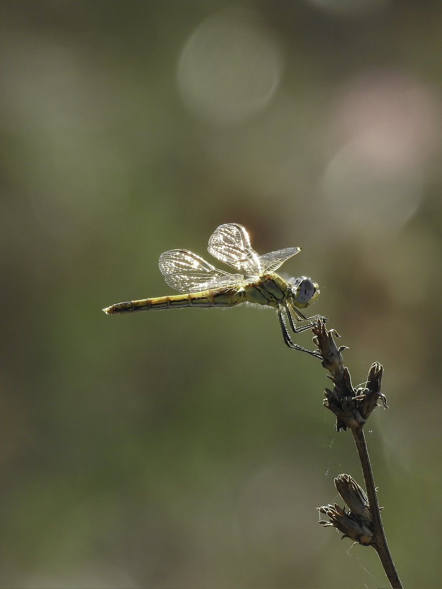 philterp83's tweet photo. Sympétrum de fonscolombe ♀️
Photo de 2021
#libellule #dragonfly #insect #insecte #macro #macrophotography #nikonfr #macro_ir #universal_macro #macro_delight #soul_made_macro #ig_macro_clicks #joyful_macro #macro_freaks #rebel_macro #onceupon_the_earth #gf_macro #insectphotography https://t.co/KaP4TPNjuN
