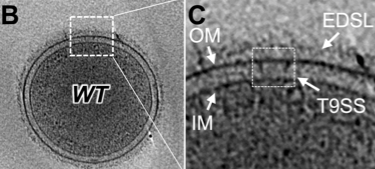 Cascales Lab 🇺🇦 on X: "2-4 T9SSs were observed per cell. The ...