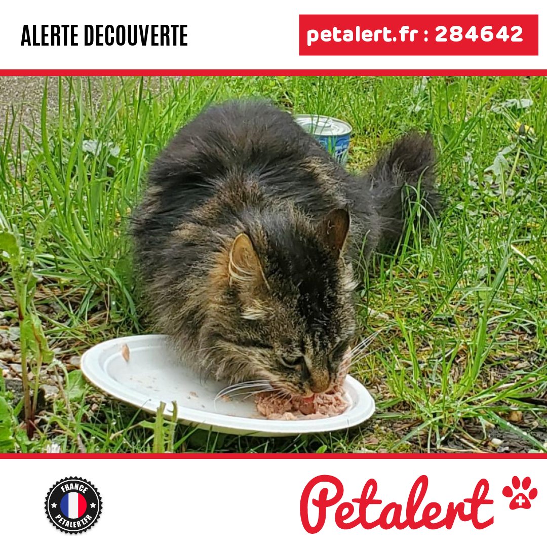 petalert_france's tweet photo. Trouvé #Chat #Nievre #Onlay #Petalert  #PetAlert58 / https://t.co/fxSuUbyWCP https://t.co/LxHleciF1S