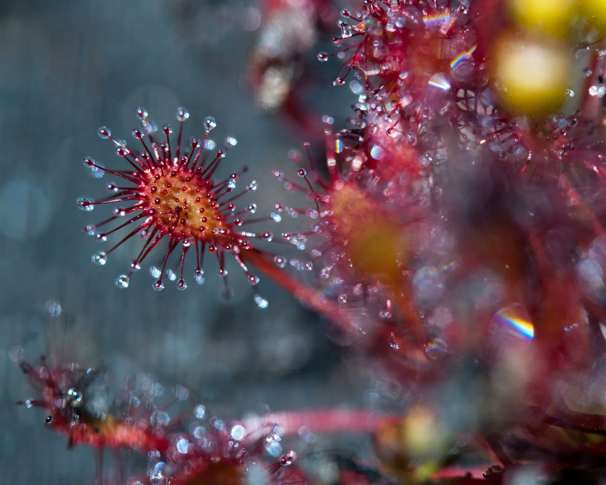 sdnpa's tweet image. Where would we be without sundew? Probably covered in midges at the height of summer.

As a carnivorous species, it thrives best in infertile habitats with poor soil - like lowland heath!

📷 Nigel Symington

#WildlifeWednesday #HelpTheHeaths