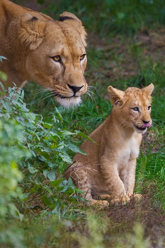 marie_nassar's tweet image. Good morning Twitter-Friends…Happy Wednesday 🌳🌼🍃☀️

#WednesdayMorning 🌷 #CoffeeTime ☕️ #SpringVibes 🌼 #AnimalLovers 💗 #BeKindAlways 🌻 #PeaceAndLove 🕊