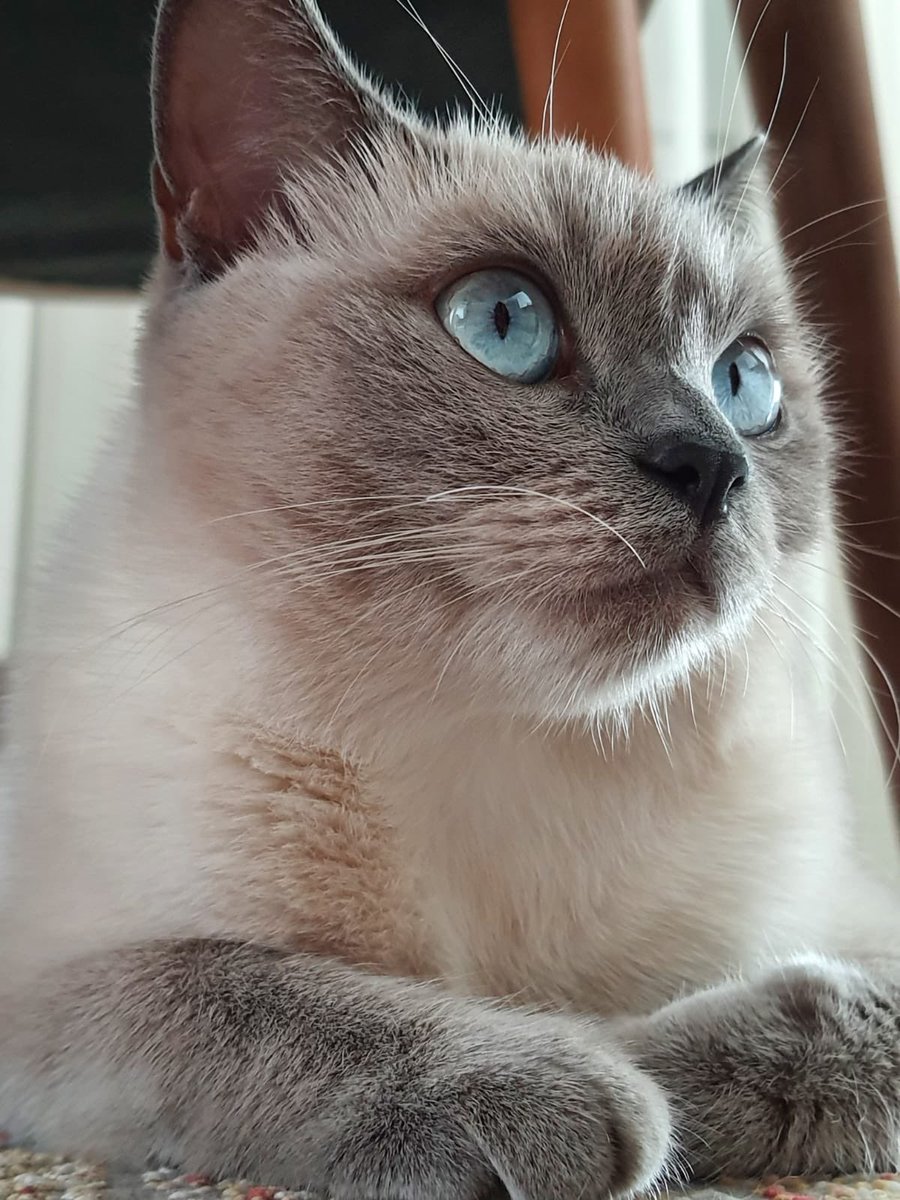 neverneh's tweet photo. @abdibaktur 🧿😻🧿 https://t.co/PLXRdmlS1r