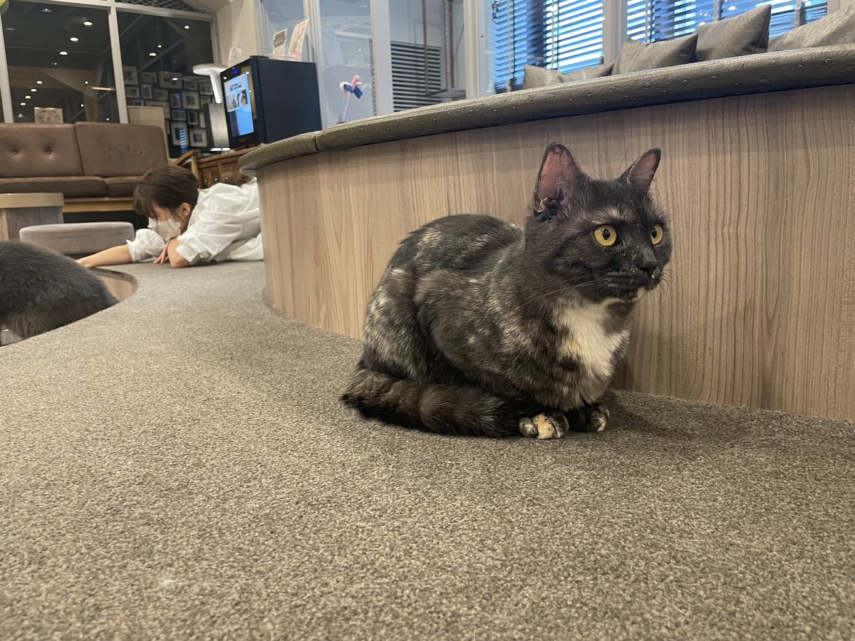 Tabio_WOMEN's tweet photo. いよいよ明日😻🧦🎉
Tabio WOMEN YouTube chねこチャン編にゃビオ🐈
オフショット⑦🤳🏻
ねこ目線でねこをあやすtomさん🙄

https://t.co/j9q5at69CT
#猫
#ねこ
#cat
#猫好きさんと繋がりたい 
an https://t.co/JCAS5wj7Jt