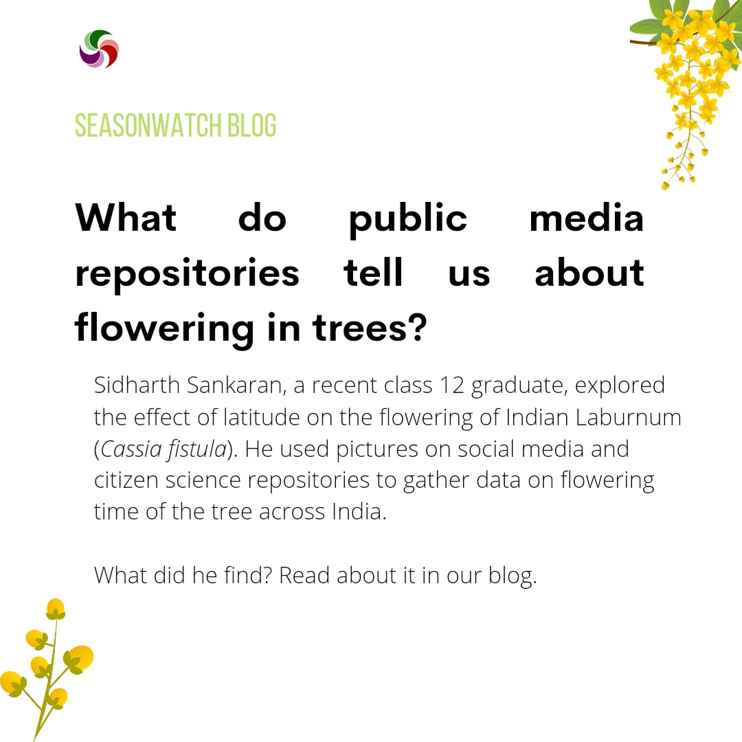 seasonwatch_in's tweet image. A new #Blog is up on our website! Check it out here, and let us know what you think -
seasonwatch.in/updates/what-d…
@inbiodiversity
#treeblog #citizenscience #SocialMedia #science #youngscientist #seasons #seasonaltrees #indiantrees