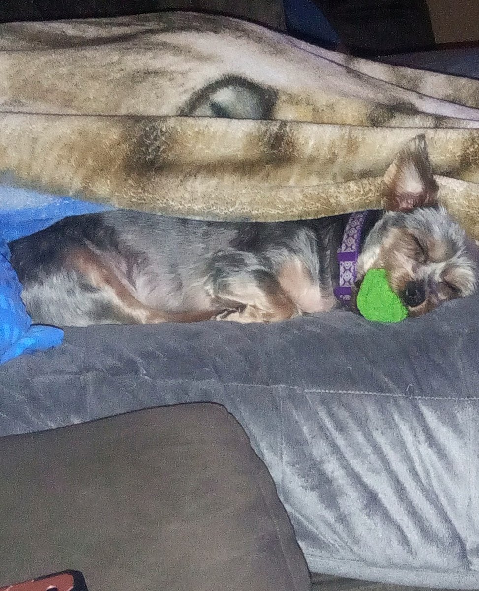 My poor baby is so sick with pancreatitis please show your love and support..... She is just a pup.