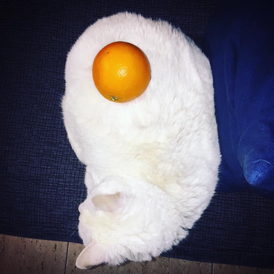 AbyJackley's tweet photo. Para la sección de los gatitos de @funontheride ahi va … ¿es un huevo? ¿Es una naranja? ¿Es un gato? … No, ¡es Mixa!. 

#funontheride #gatitos #huevofrito #gatos https://t.co/v6ivIb8dEF