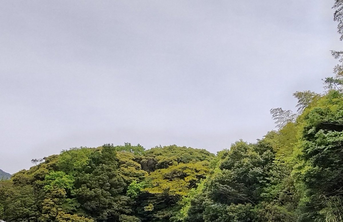 liliales27's tweet photo. 今の時期は雨が降るたびに新緑が進んで、景色が一気に緑色に染まるので圧巻です🍀 https://t.co/qdkBXLkN2D