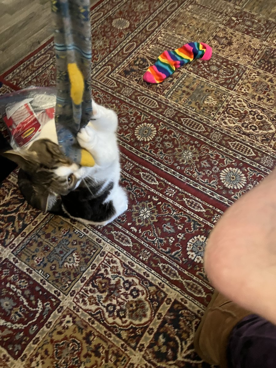 agirlushouldknw's tweet photo. 4/24/2022
(114) of 365 Project. Even socks are the realm of prey for the mighty huntress Tally One-Eye
#disasterunicorn #project365 #day114 #tally #cat #cats #oneeyedcat #oneeyecat #piratequeen https://t.co/j0zvX03brq