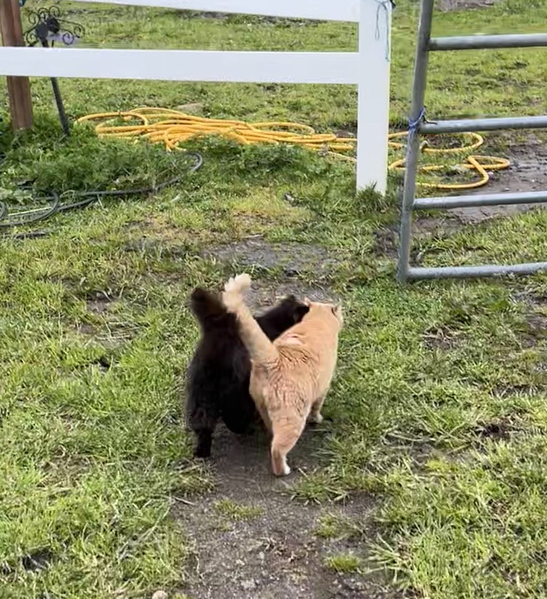 BrianHowland2's tweet photo. Best beasties. https://t.co/5Mrp2khZOV