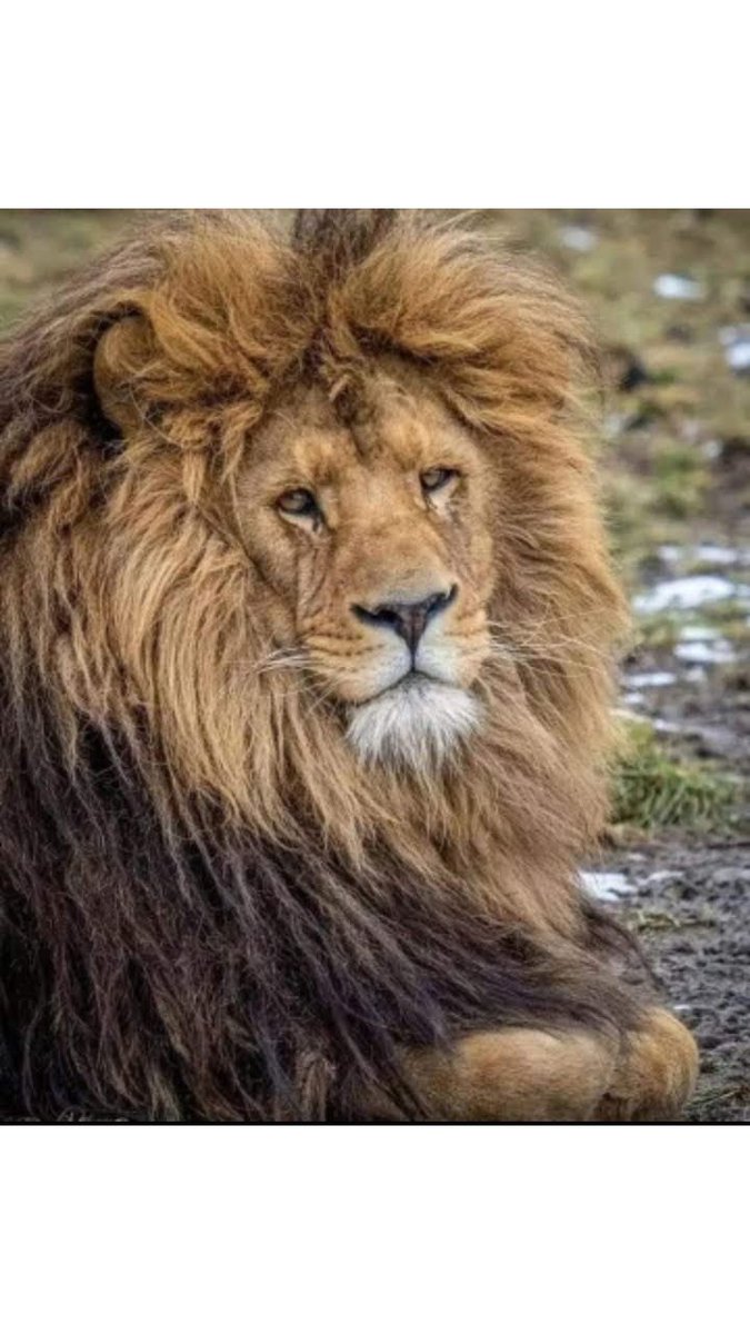 LenPascalCheeth's tweet image. ¡Con la lluvia se me moja el bisoñé!