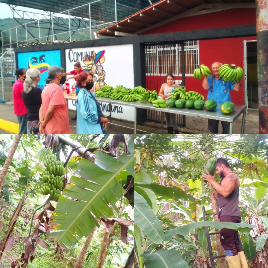 Desde la Comuna Colmena Andina seguimos como todos los viernes llevando alimento desde el conuco hasta nuestra comunidad gracias a la producción de nuestra brigada Fuerzas patrióticas Alexis Vive <a href="/Silfredo_SC/">Silfredo Zambrano</a> @MPP_Comunas <a href="/BloqueNacional2/">@BloqueNacionalComunas</a> <a href="/jaarreaza/">Jorge Arreaza M</a> <a href="/PSUVTachira/">PSUV Táchira</a> <a href="/MinAlimenVen/">minalimentacion_ve</a>