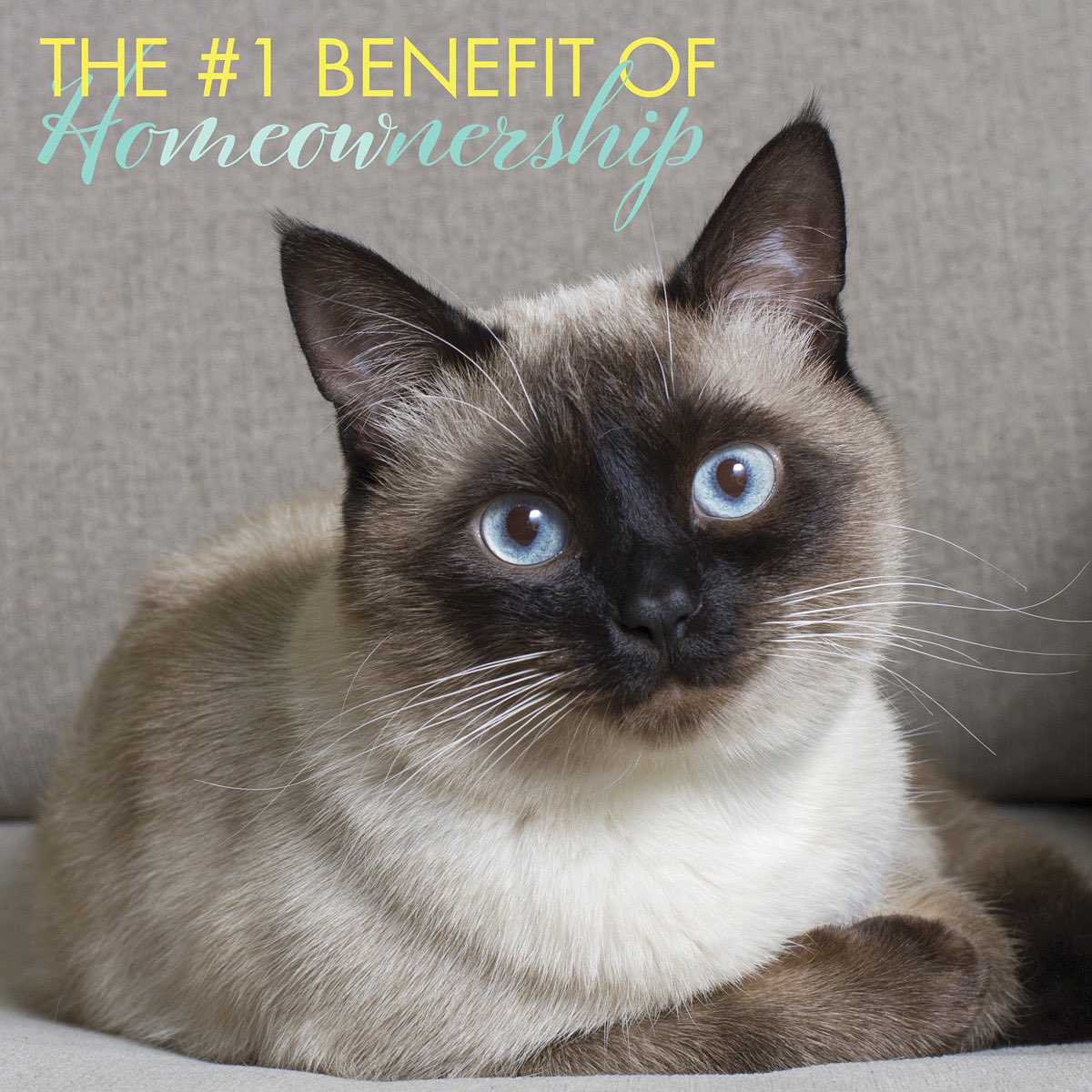 apilending's tweet photo. While there are a ton of great reasons to switch from renter to buyer, getting the opportunity to become a pet owner may be the best! Reach out to get started. https://t.co/Xk5w99k9CD