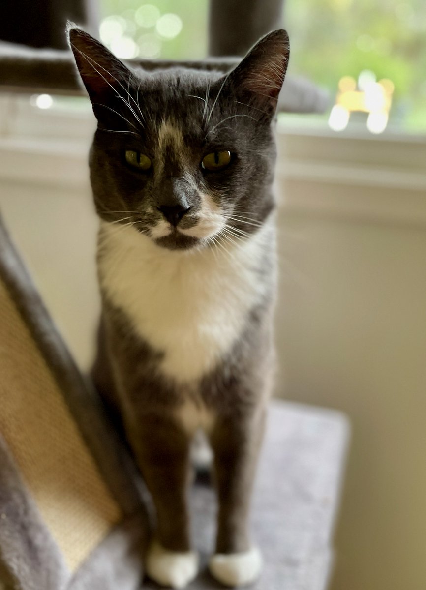 "Why does time go so slow when you can't wait for something?" asks Duke. His adopter comes for him Sunday. Only 3 more days, Duke! You've got this! #adoptdontshop #CatsOfTwitter #cats #pets #Virginia #WashingtonDC #rescue #catlovers #ThursdayThoughts #Thursday #AnimalLovers