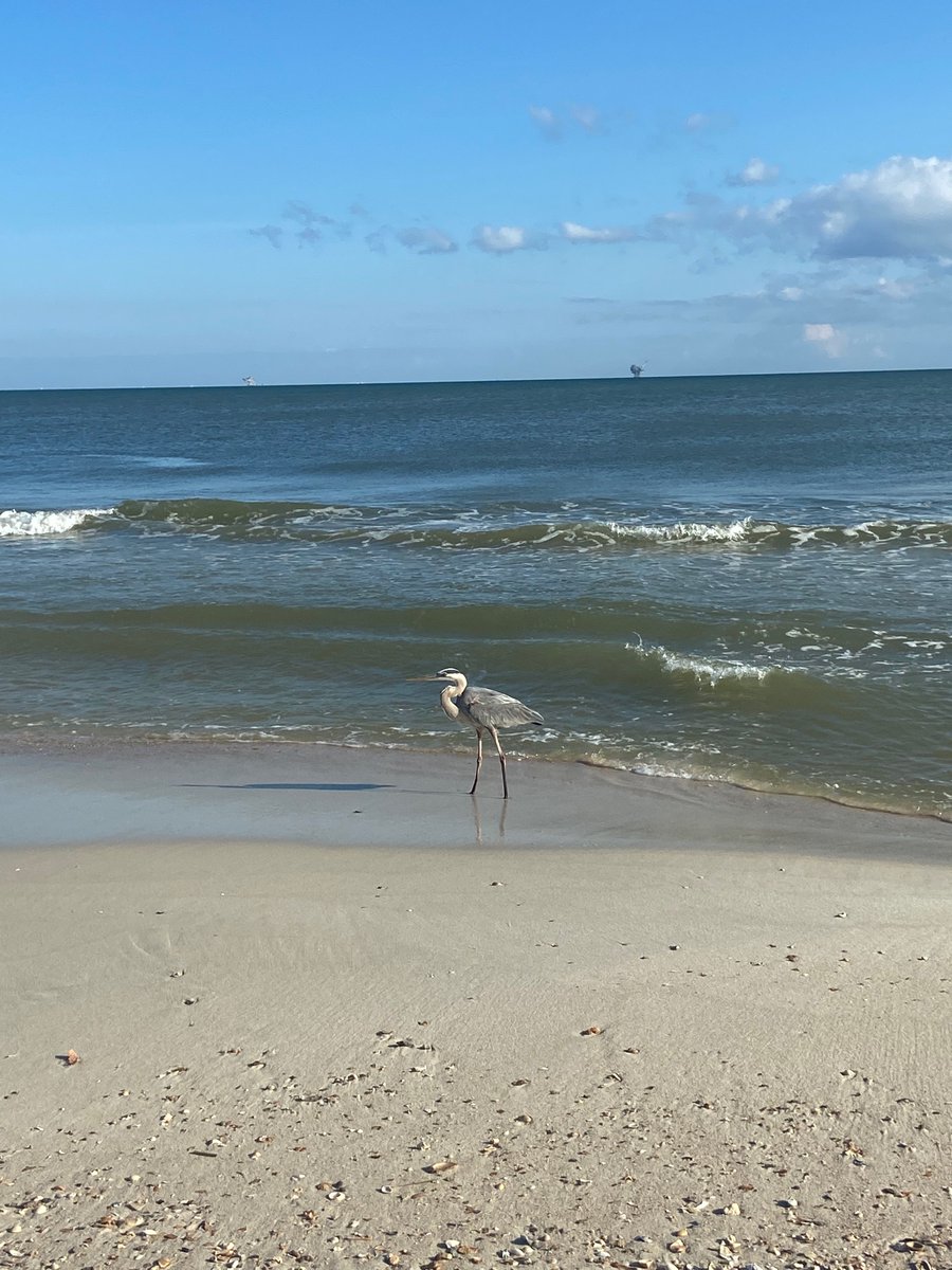 ThatCheesy's tweet image. Man