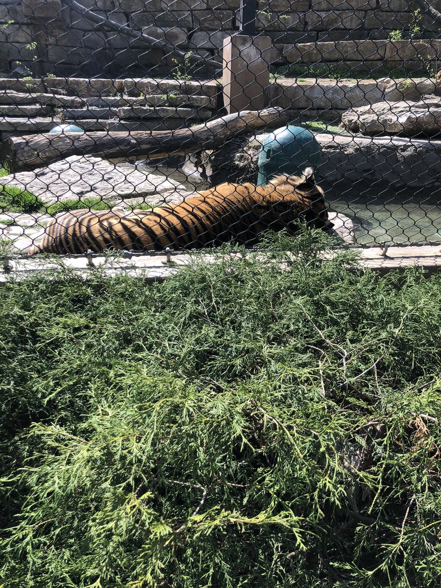 HigginsSMSD's tweet photo. What a day it was with 3rd grade at @KansasCityZoo 🐆🐘 @LHLionsSMSD Thankful for sunshine and smiles! https://t.co/yxHaJ9IgeV